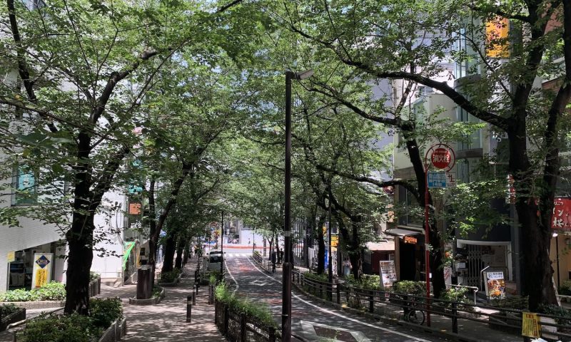 sakura-street
