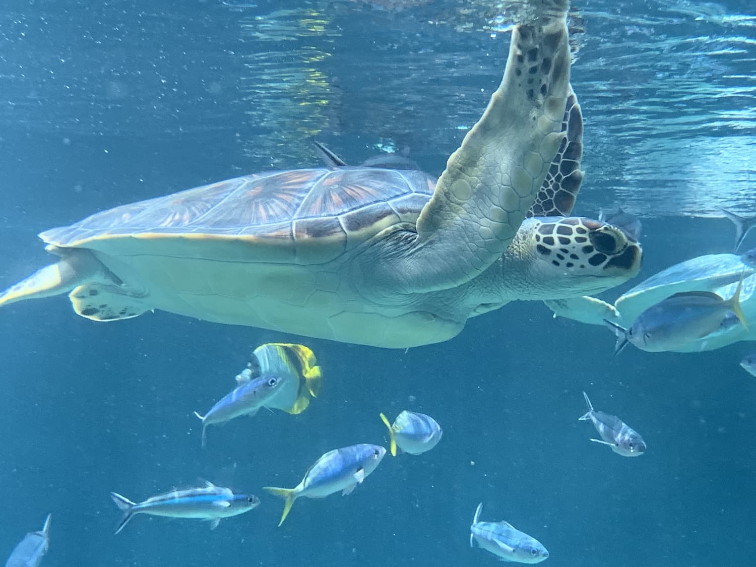 Tokyo Sea Life Park (葛西臨海水族園)