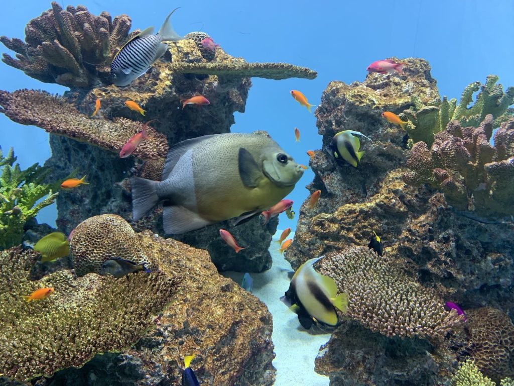 Tokyo Sea Life Park 4